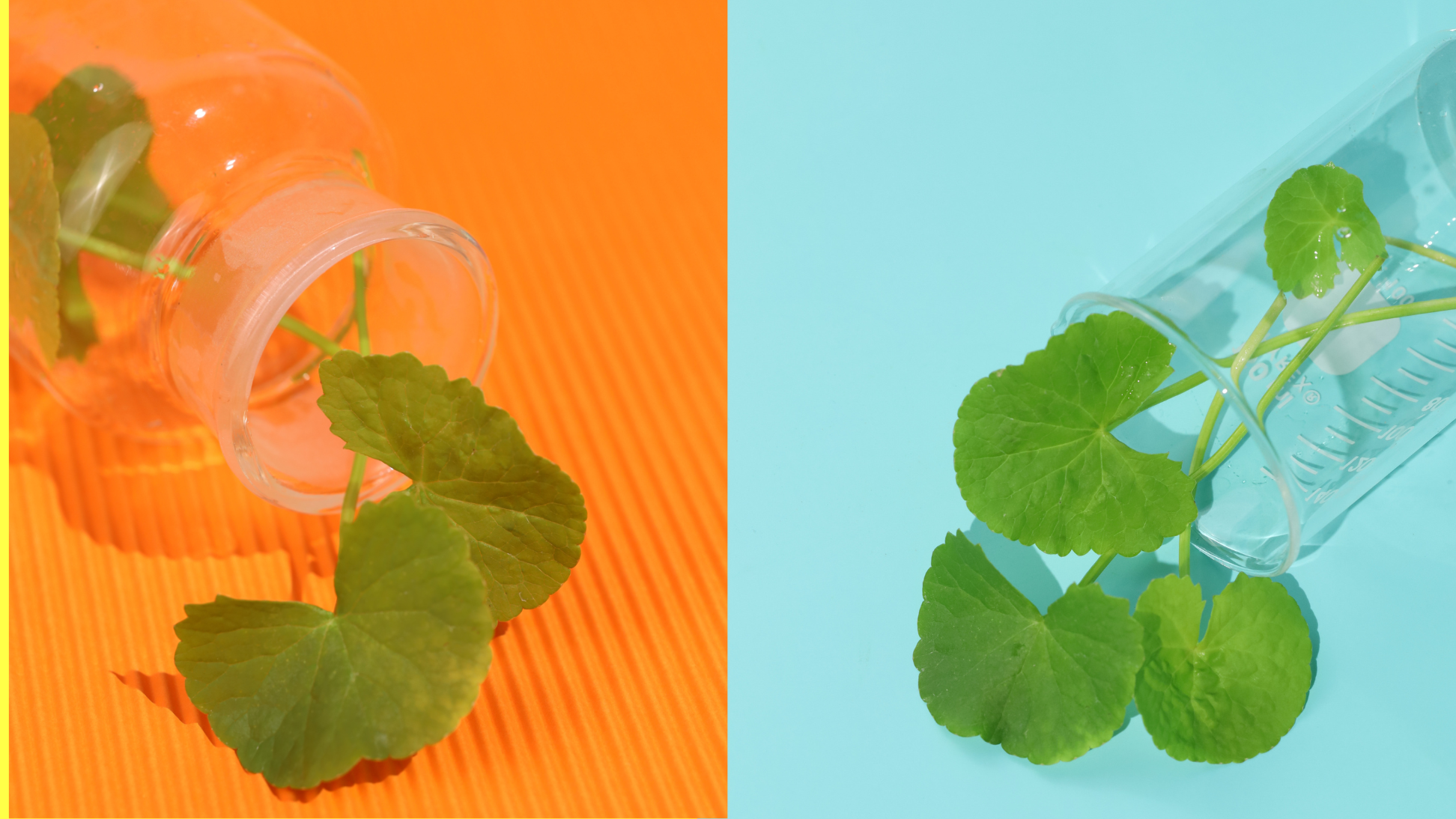 Tarel skincare story on Centella Asiatica: early-stage breakouts, and gentle power